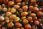 Description: Palm Oil Extending Decline to Nine-Month Low 